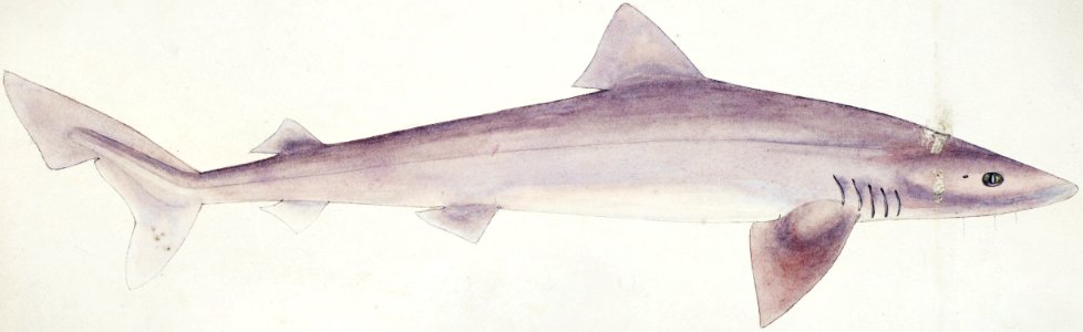 Antique fish Requiem shark drawn by Fe. Clarke (1849-1899).. Free illustration for personal and commercial use.