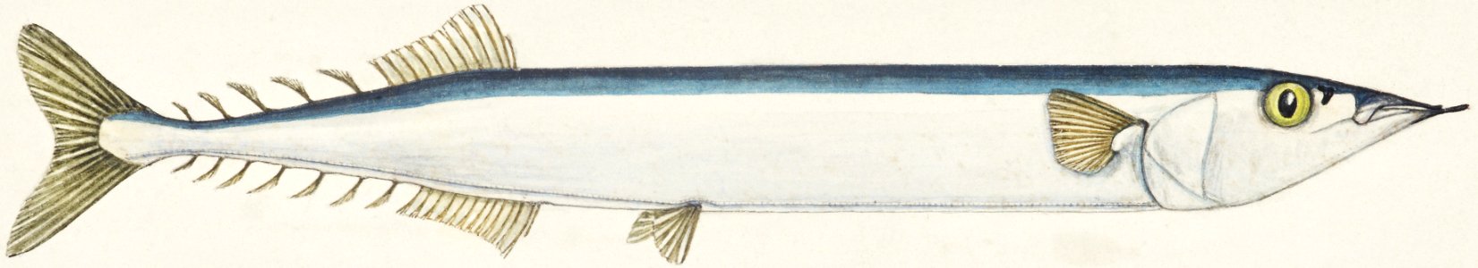Antique fish Scomberesox Saurus drawn by Fe. Clarke (1849-1899).