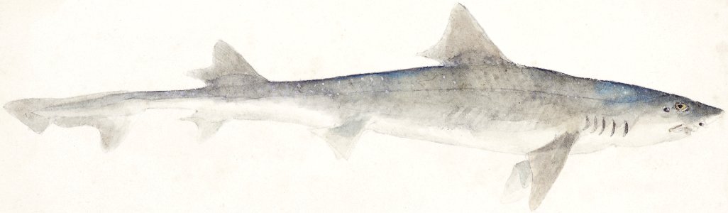Antique fish mustelus antarcticus dogfish drawn by Fe. Clarke (1849-1899).