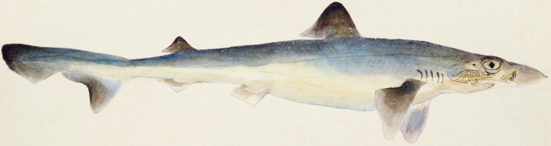 Antique fish galeorhinus galeus requiem shark drawn by Fe. Clarke (1849-1899).. Free illustration for personal and commercial use.