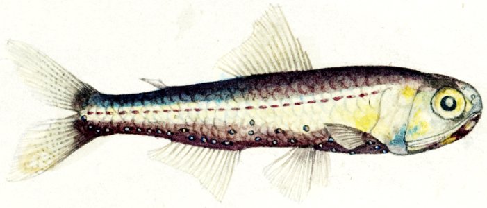 Antique fish Maurolicus muelleri drawn by Fe. Clarke (1849-1899).. Free illustration for personal and commercial use.