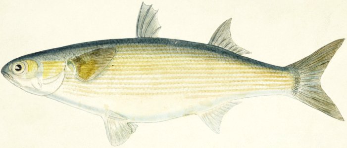 Antique fish myxus elongatus sand mullet drawn by Fe. Clarke (1849-1899).