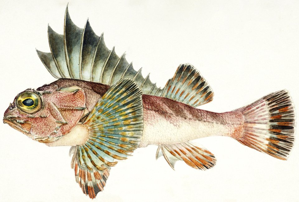Antique fish neosebastes scorpaenoides ruddy gurnard perch drawn by Fe. Clarke (1849-1899).