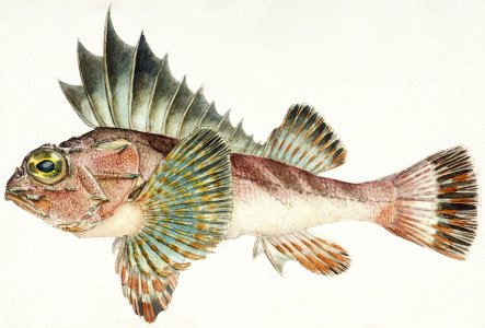 Antique fish neosebastes scorpaenoides ruddy gurnard perch drawn by Fe. Clarke (1849-1899).. Free illustration for personal and commercial use.