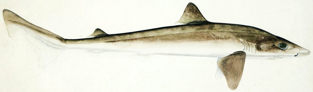 Antique fish Requiem Shark drawn by Fe. Clarke (1849-1899).. Free illustration for personal and commercial use.