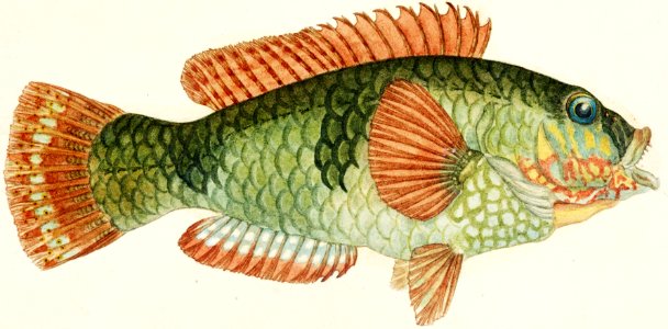 Antique fish Labrida drawn by Fe. Clarke (1849-1899).. Free illustration for personal and commercial use.