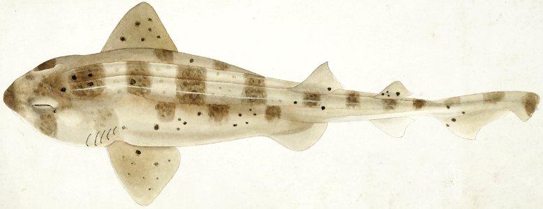 Antique fish Carpet Shark drawn by Fe. Clarke (1849-1899).. Free illustration for personal and commercial use.