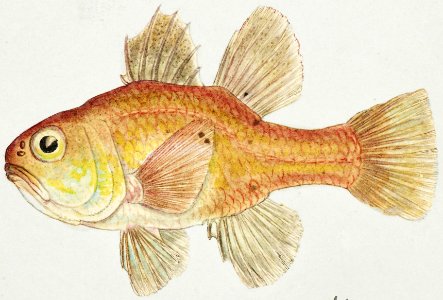 Antique fish vincentia conspera southern cardinalfish drawn by Fe. Clarke (1849-1899).