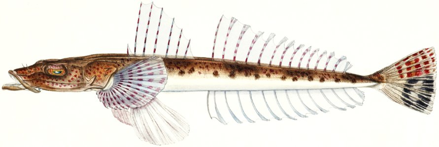 Antique fish platycephalus sp flathead drawn by Fe. Clarke (1849-1899).. Free illustration for personal and commercial use.