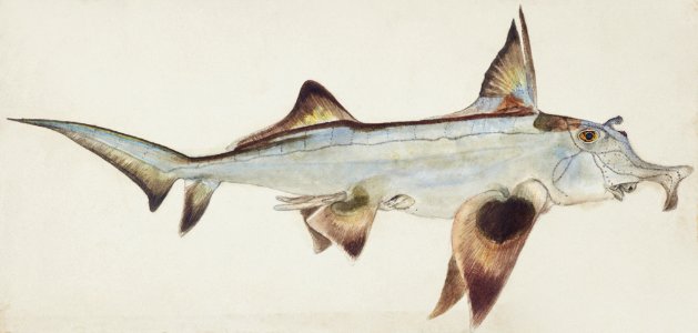 Antique fish callorhynchus milii elephant fish drawn by Fe. Clarke (1849-1899).. Free illustration for personal and commercial use.