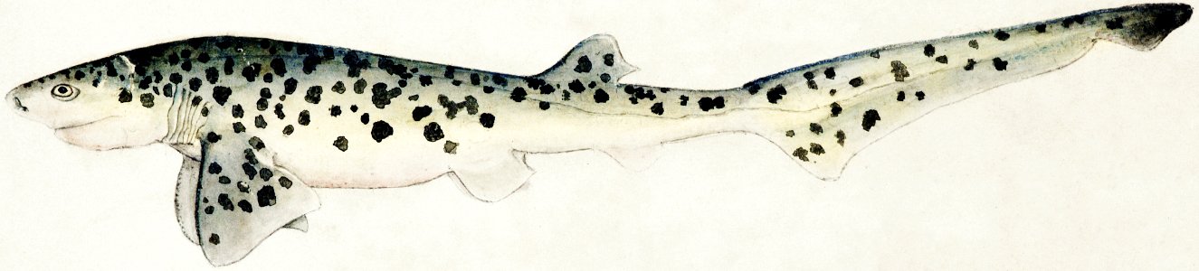 Antique fish Notorynchus cepedianus (Tas) : Broad seven-gill shark drawn by Fe. Clarke(1849-1899).. Free illustration for personal and commercial use.