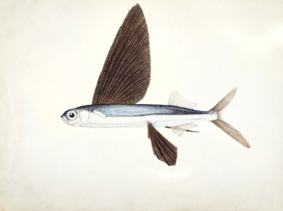 Antique Flyfish drawn by Fe. Clarke (1849-1899).. Free illustration for personal and commercial use.