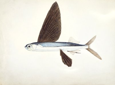 Antique Flyfish drawn by Fe. Clarke (1849-1899).