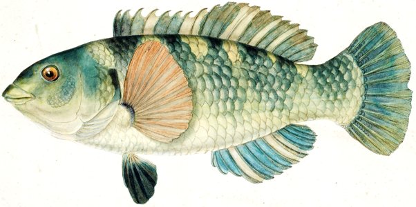 Antique fish Wrasse drawn by Fe. Clarke (1849-1899).. Free illustration for personal and commercial use.