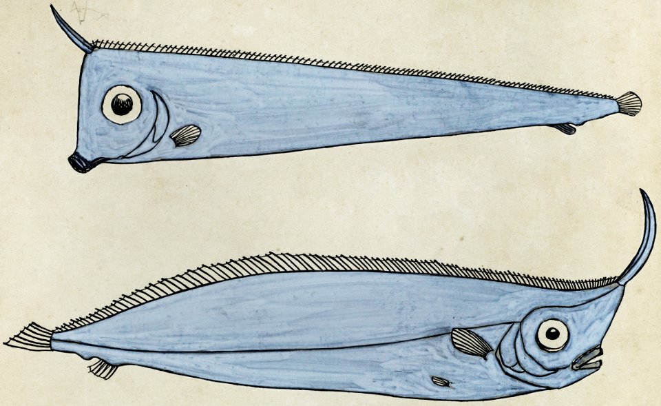 Antique fish Crested Bandfish drawn by Fe. Clarke (1849-1899).
