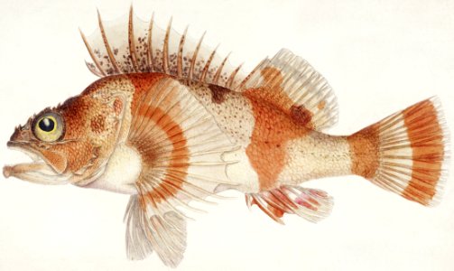 Antique fish helicolenus percoides perch drawn by Fe. Clarke (1849-1899).