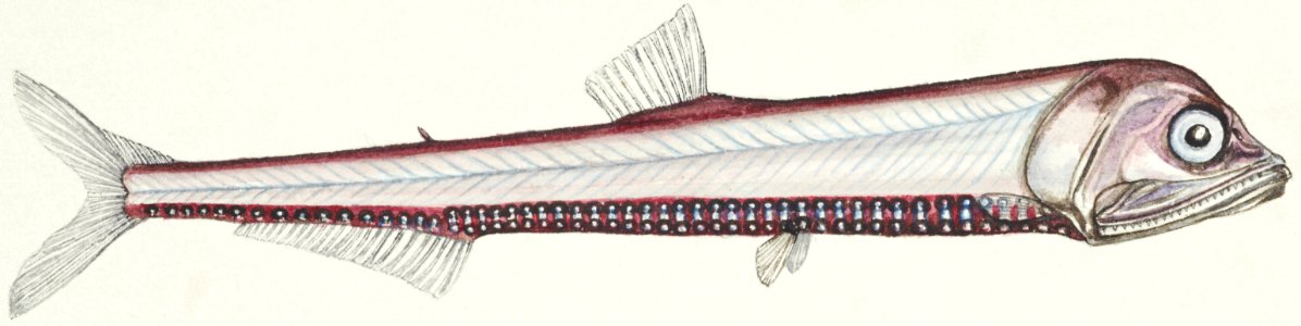 Antique fish Photichthys argenteus (NZ) : Lighthouse fish drawn by Fe. Clarke (1849-1899).