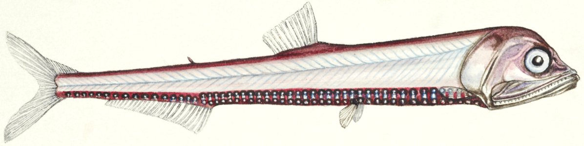 Antique fish Photichthys argenteus (NZ) : Lighthouse fish drawn by Fe. Clarke (1849-1899).. Free illustration for personal and commercial use.