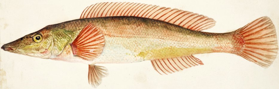 Antique fish drawn by Fe. Clarke (1849-1899).