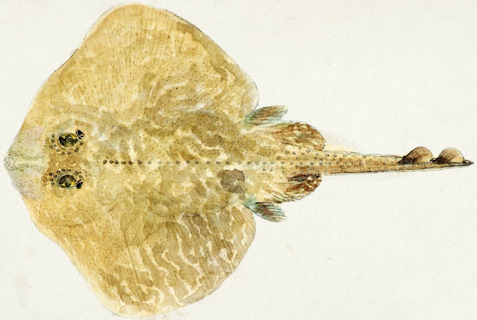 Antique fish Rajidae drawn by Fe. Clarke (1849-1899).