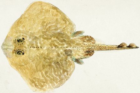 Antique fish Rajidae drawn by Fe. Clarke (1849-1899).
