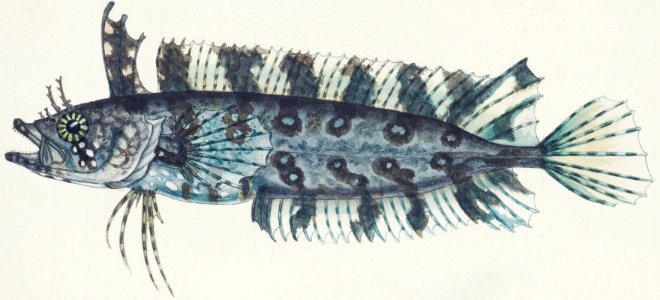 Antique fish possibly cristiceps sp weedfish drawn by Fe. Clarke (1849-1899).