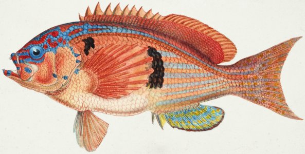 Antique fish caesioperca rasor sea perch drawn by Fe. Clarke (1849-1899).