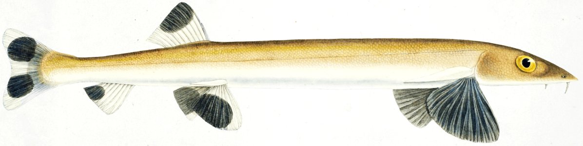 Antique fish gonorynchus fosteri sand fish drawn by Fe. Clarke (1849-1899).