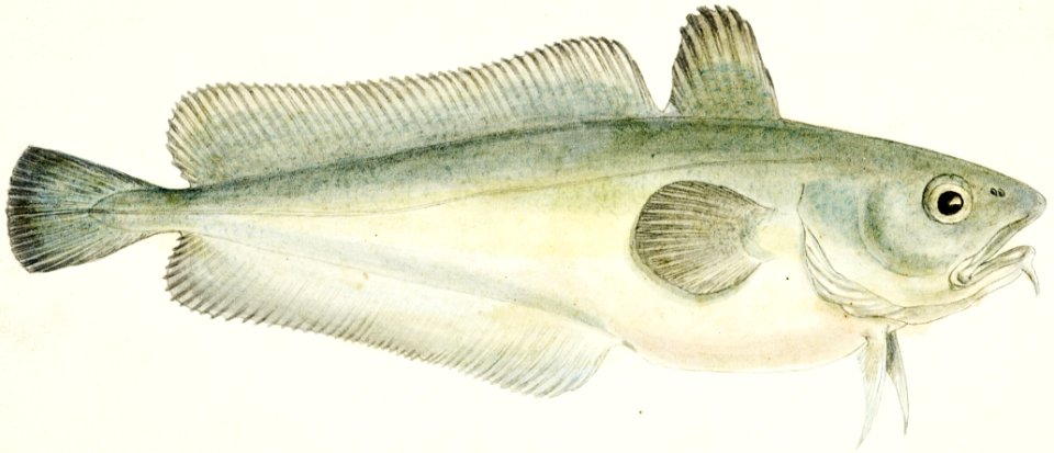 Antique fish Pseudophycis barbata (Tas) : Southern Bastard Red Cod drawn by Fe. Clarke (1849-1899).