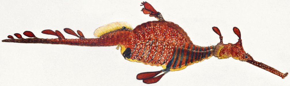 Antique fish phyllopteryx taeniolatus drawn by Fe. Clarke (1849-1899).