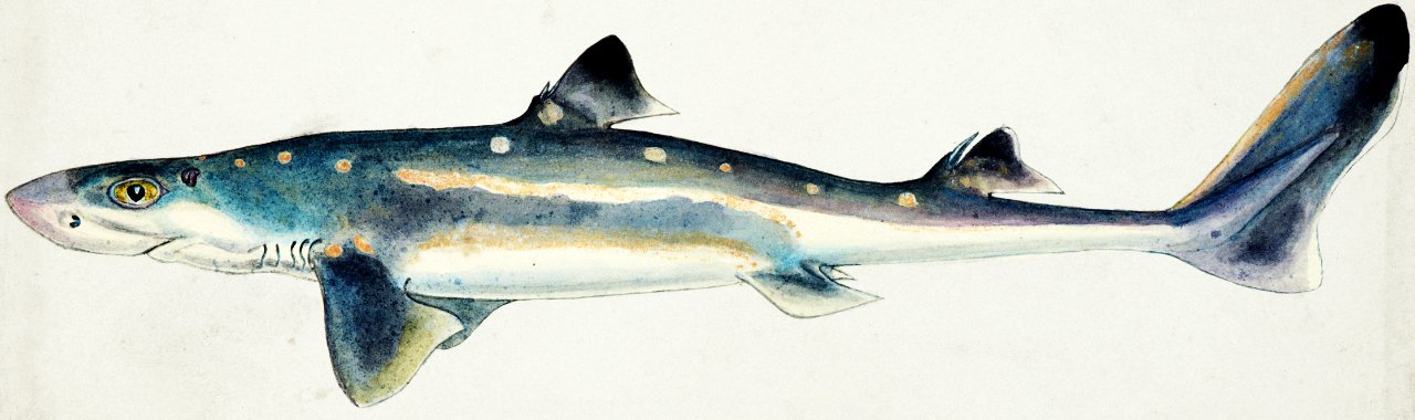 Antique fish Squalus acanthias (NZ) : Spotted spiny dogfish drawn by Fe. Clarke (1849-1899).