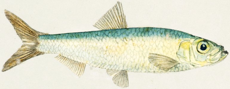 Antique fish sardinops neopilchardus pilchard drawn by Fe. Clarke (1849-1899).. Free illustration for personal and commercial use.