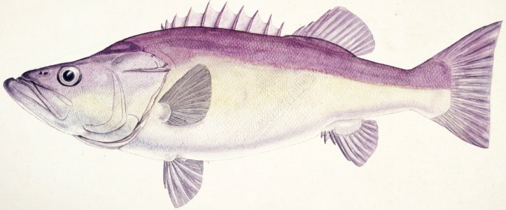 Antique fish Groper drawn by Fe. Clarke (1849-1899).. Free illustration for personal and commercial use.