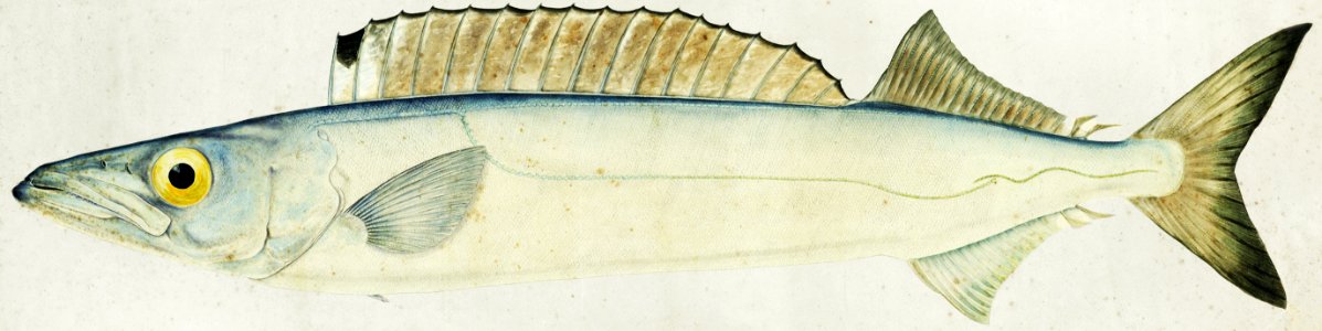 Antique fish Rexea furcifera Waite drawn by Fe. Clarke (1849-1899).. Free illustration for personal and commercial use.