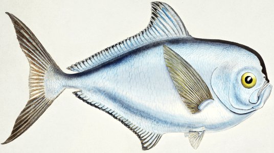 Antique fish Brama brama (NZ) - Ray’s Bream drawn by Fe. Clarke (1849-1899).. Free illustration for personal and commercial use.