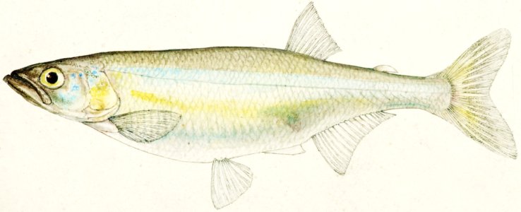 Antique fish Retropinna Retropinna drawn by Fe. Clarke (1849-1899).