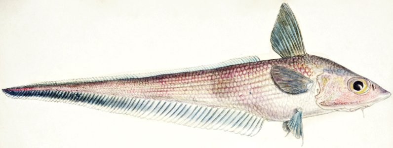 Antique fish Coelorinchus sp (NZ) : Rattail drawn by Fe. Clarke (1849-1899).