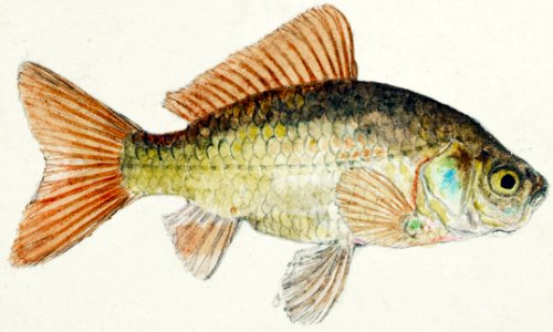 Antique fish Goldfish drawn by Fe. Clarke (1849-1899).. Free illustration for personal and commercial use.