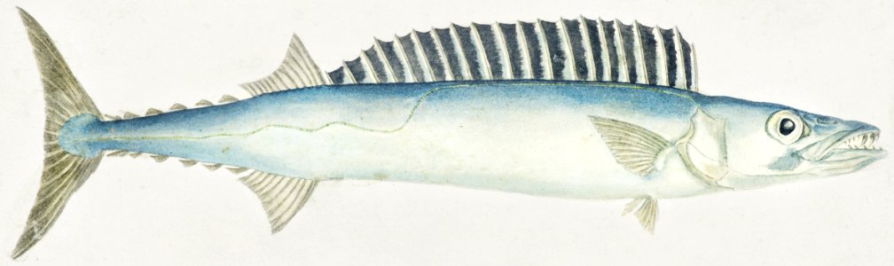 Antique fish thyrsites atun barracouta drawn by Fe. Clarke (1849-1899).