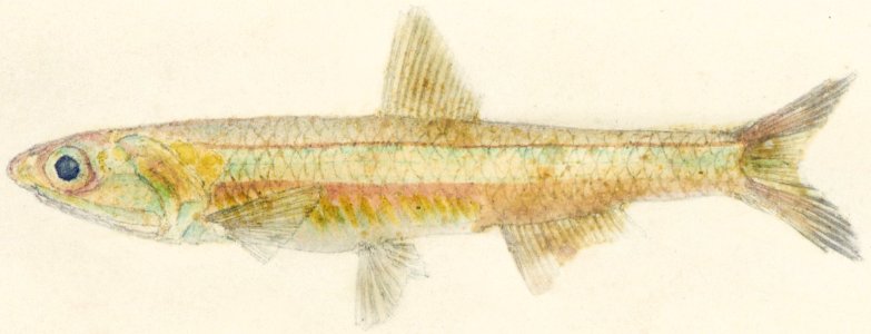 Antique fish engraulis australis anchovy drawn by Fe. Clarke (1849-1899).