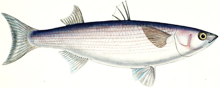 Antique fish Flathead grey mullet drawn by Fe. Clarke (1849-1899).