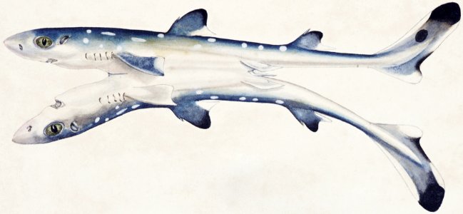 Antique fish Spotted spiny Dogfish drawn by Fe. Clarke (1849-1899).. Free illustration for personal and commercial use.