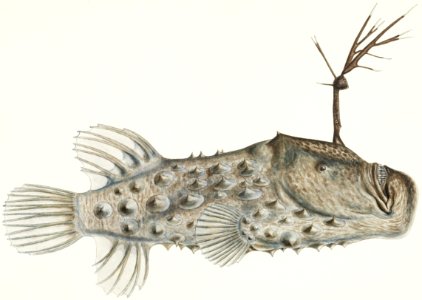 Antique Prickly anglerfish drawn by Fe. Clarke (1849-1899).