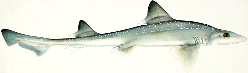 Antique fish Mustelus Antarcticus shark drawn by Fe. Clarke (1849-1899).. Free illustration for personal and commercial use.