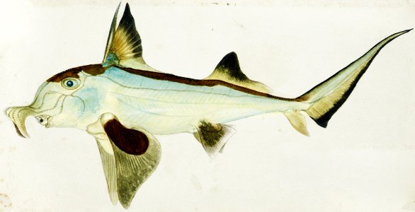 Antique Elephant fish drawn by Fe. Clarke (1849-1899).