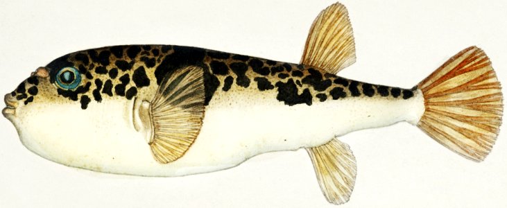 Antique fish Pufferfish drawn by Fe. Clarke (1849-1899).