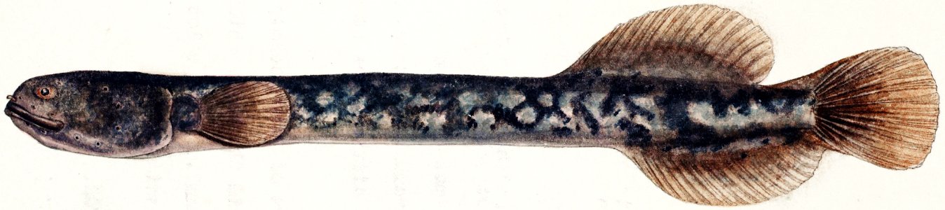 Antique fish Neochanna apoda (apoda) drawn by Fe. Clarke (1849-1899).