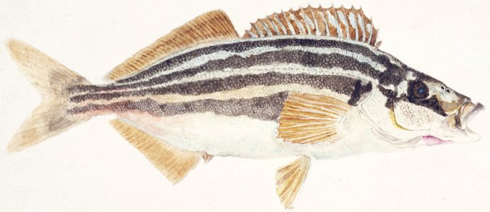 Antique fish latris lineata common trumpeter drawn by Fe. Clarke (1849-1899).