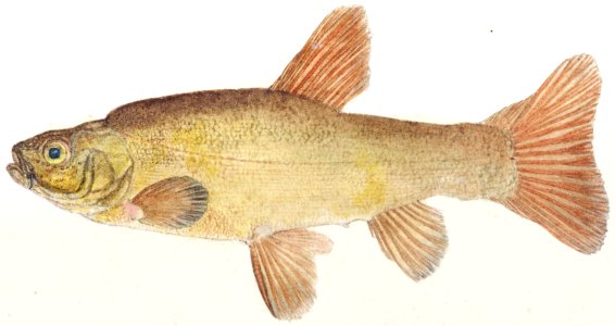 Antique fish tinca tinca cyprindae family drawn by Fe. Clarke (1849-1899).