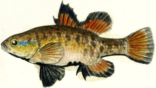 Antique fish Nannoperca australis (Tas) : Eel drawn by Fe. Clarke (1849-1899).